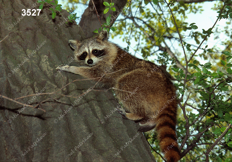 Northern Raccoon (Procyon lotor)